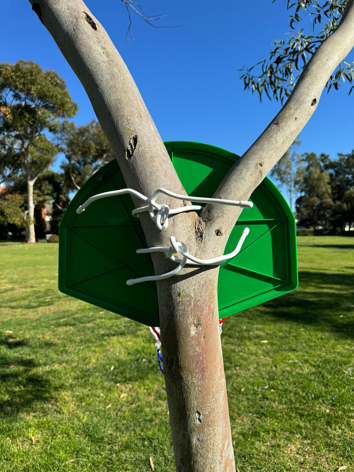 Image of basketball backboard and hoop attached to a tree in a park